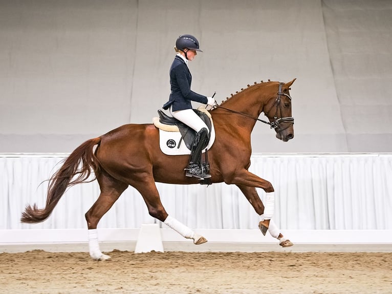 Koń oldenburski Klacz 5 lat 165 cm Ciemnokasztanowata in Verden