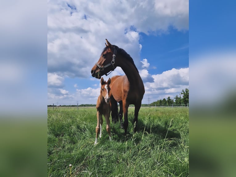 Koń oldenburski Klacz 5 lat 165 cm Gniada in Telgte