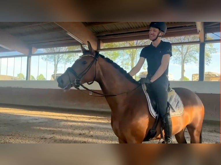 Koń oldenburski Klacz 5 lat 165 cm Gniada in Telgte