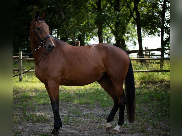 Koń oldenburski Klacz 5 lat 165 cm Gniada in Bodenwöhr