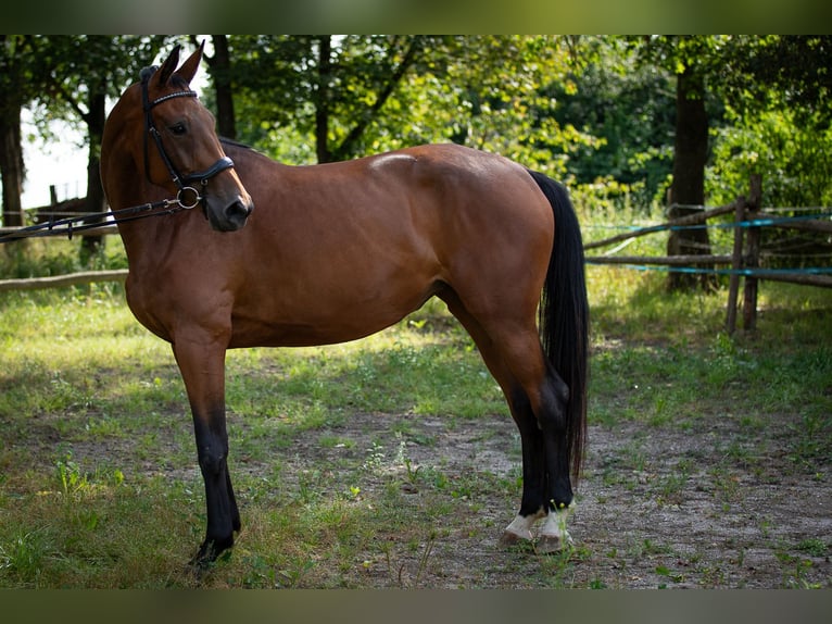 Koń oldenburski Klacz 5 lat 165 cm Gniada in Bodenwöhr