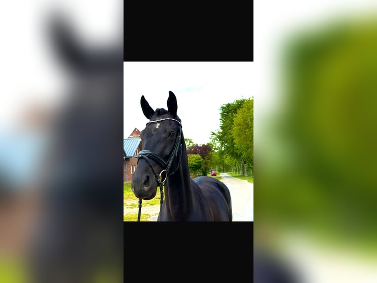 Koń oldenburski Klacz 5 lat 165 cm Kara in Nordhorn
