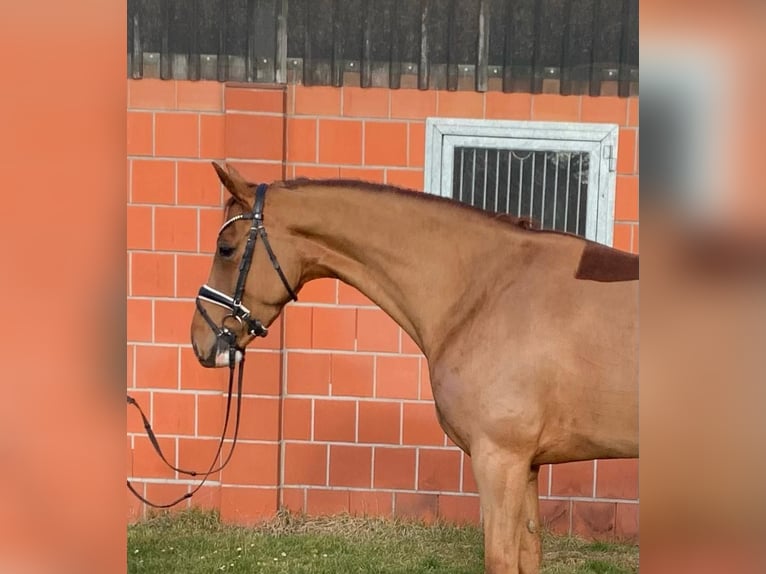Koń oldenburski Klacz 5 lat 165 cm Kasztanowata in Hepstedt