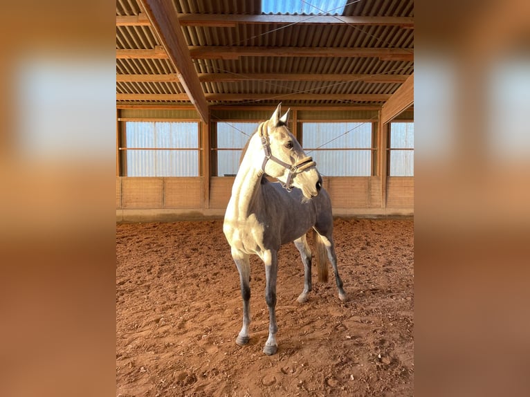 Koń oldenburski Klacz 5 lat 165 cm Siwa in Weil der Stadt