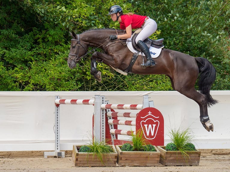 Koń oldenburski Klacz 5 lat 166 cm Ciemnogniada in Münster