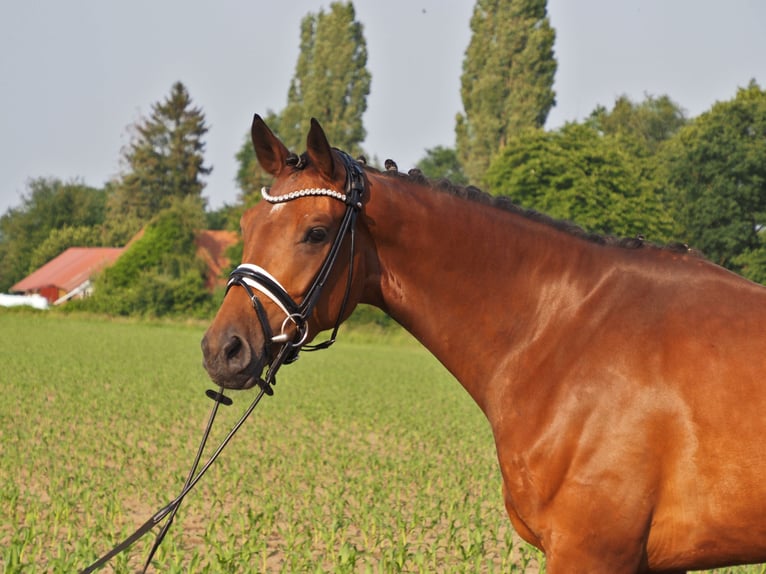 Koń oldenburski Klacz 5 lat 166 cm Gniada in Bramsche