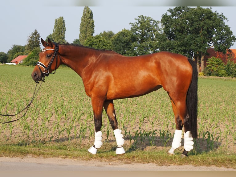 Koń oldenburski Klacz 5 lat 166 cm Gniada in Bramsche