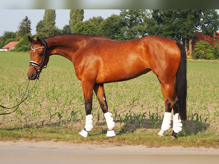 Koń oldenburski Klacz 5 lat 166 cm Gniada in Bramsche