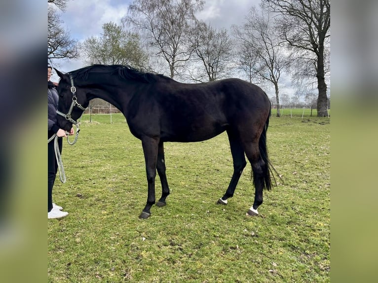 Koń oldenburski Klacz 5 lat 166 cm Kara in Raddestorf