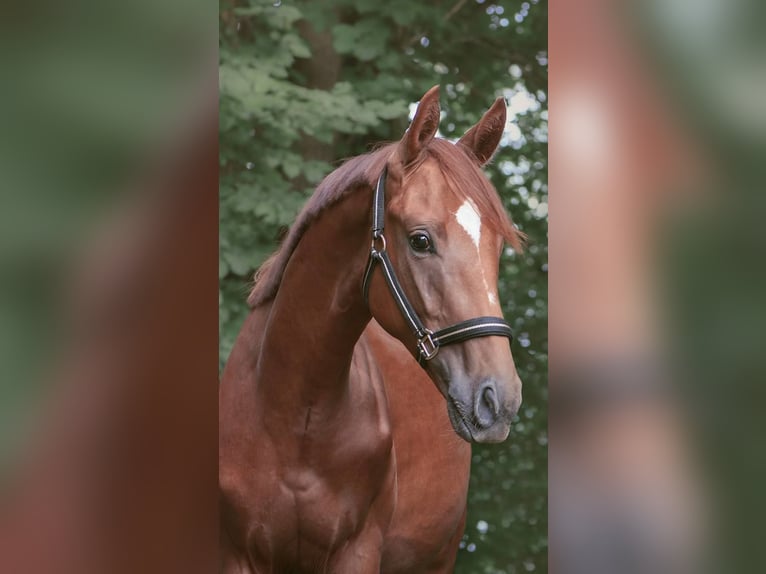 Koń oldenburski Klacz 5 lat 166 cm Kara in Behlendorf