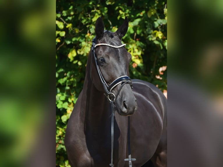 Koń oldenburski Klacz 5 lat 166 cm Kara in F&#xFC;rstenau