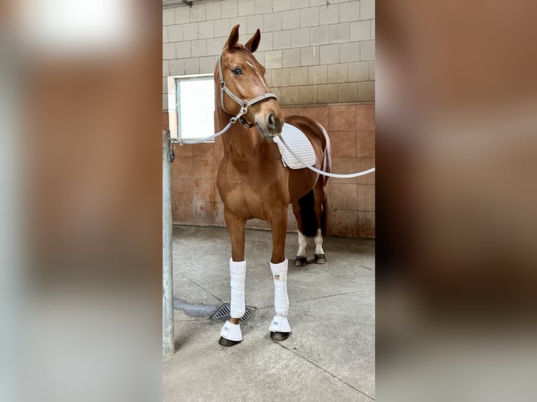 Koń oldenburski Klacz 5 lat 166 cm Kasztanowata in Michaelisbruch
