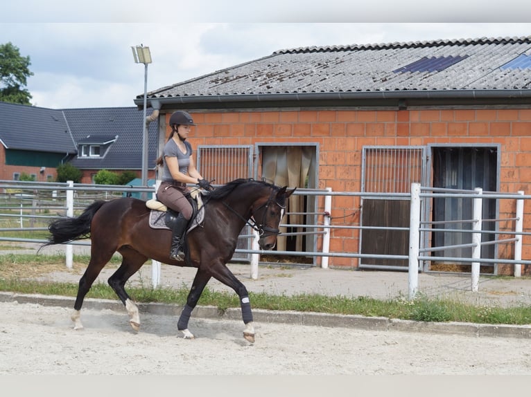 Koń oldenburski Klacz 5 lat 167 cm Ciemnogniada in Lasbek