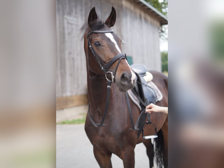 Koń oldenburski Klacz 5 lat 167 cm Ciemnogniada in Lasbek