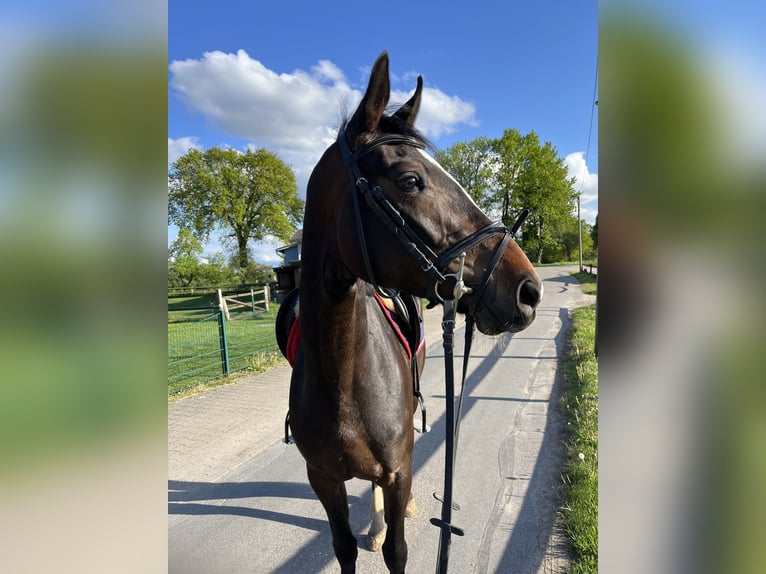 Koń oldenburski Klacz 5 lat 167 cm Ciemnogniada in Lasbek