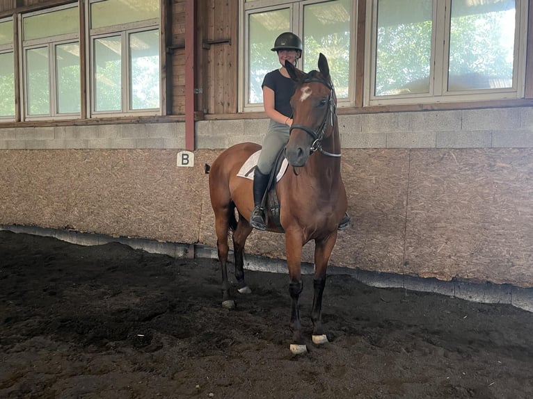 Koń oldenburski Klacz 5 lat 167 cm Ciemnogniada in Chalvraines