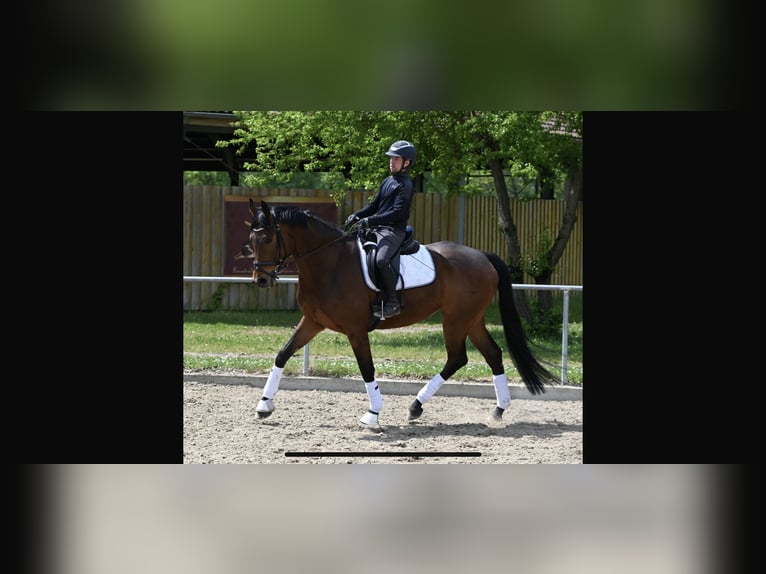 Koń oldenburski Klacz 5 lat 167 cm Gniada in Karlsfeld