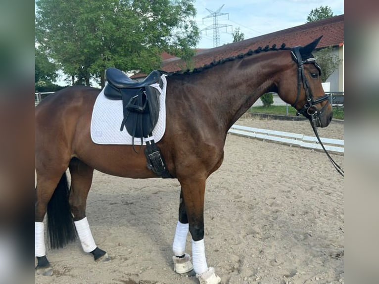 Koń oldenburski Klacz 5 lat 167 cm Gniada in Karlsfeld