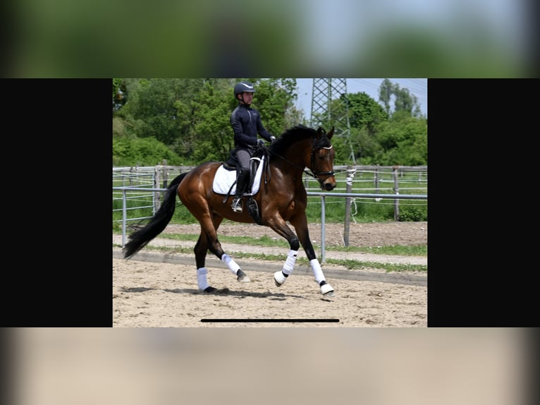Koń oldenburski Klacz 5 lat 167 cm Gniada in Karlsfeld