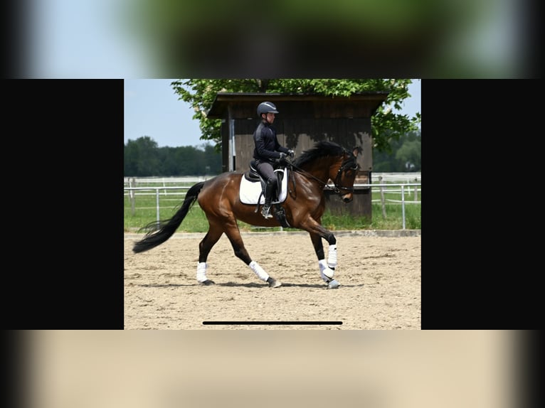 Koń oldenburski Klacz 5 lat 167 cm Gniada in Karlsfeld