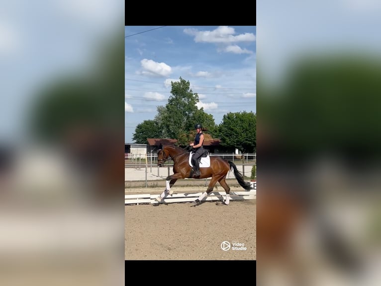 Koń oldenburski Klacz 5 lat 167 cm Gniada in Karlsfeld