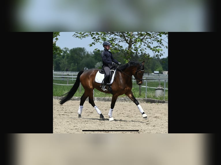 Koń oldenburski Klacz 5 lat 167 cm Gniada in Karlsfeld