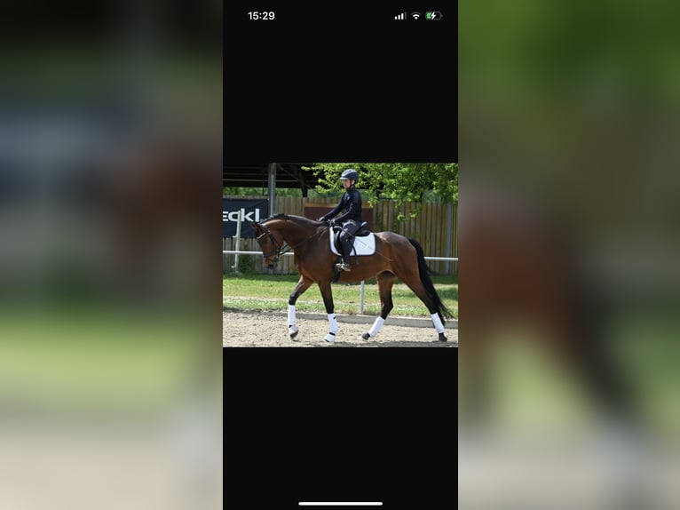 Koń oldenburski Klacz 5 lat 167 cm Gniada in Karlsfeld