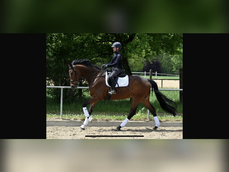 Koń oldenburski Klacz 5 lat 167 cm Gniada in Karlsfeld