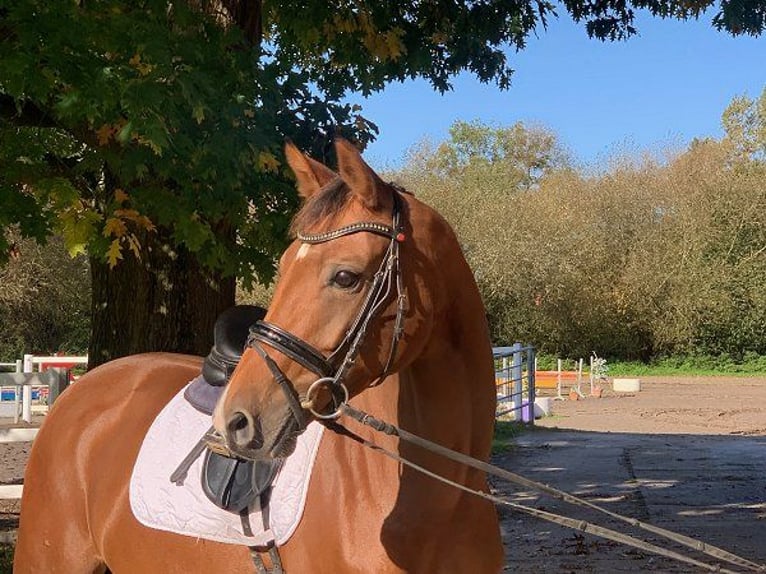 Koń oldenburski Klacz 5 lat 167 cm Gniada in Verden (Aller)