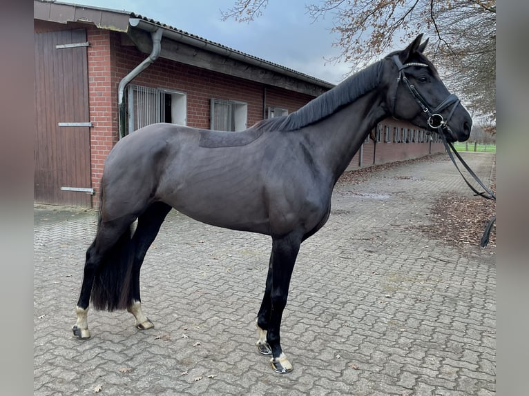 Koń oldenburski Klacz 5 lat 167 cm Kara in Mulsum