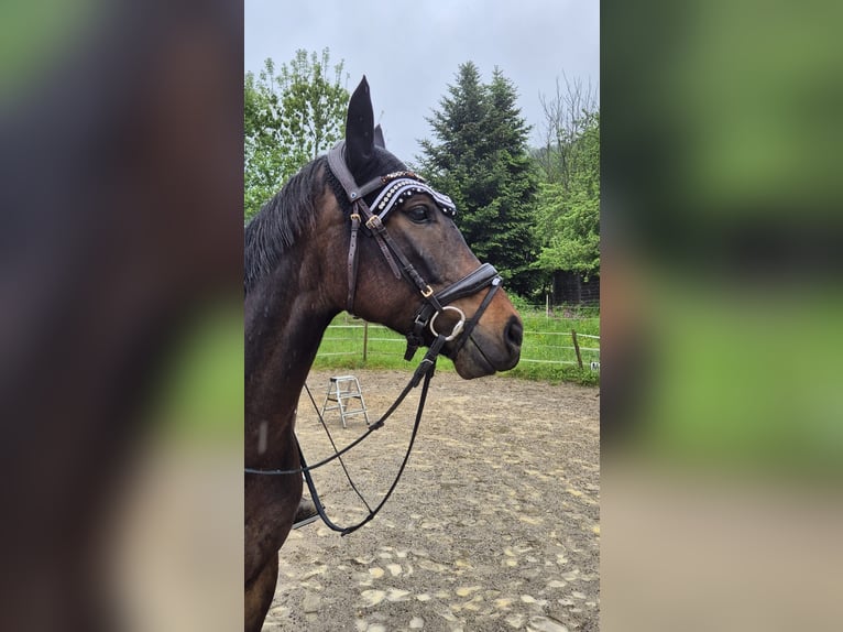 Koń oldenburski Klacz 5 lat 167 cm Kara in Freiburg im Breisgau