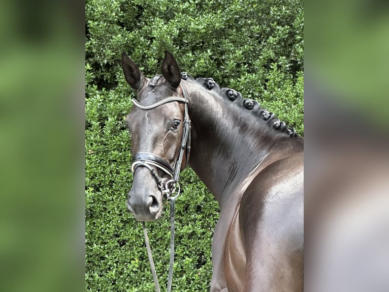 Koń oldenburski Klacz 5 lat 167 cm Kara in Löningen