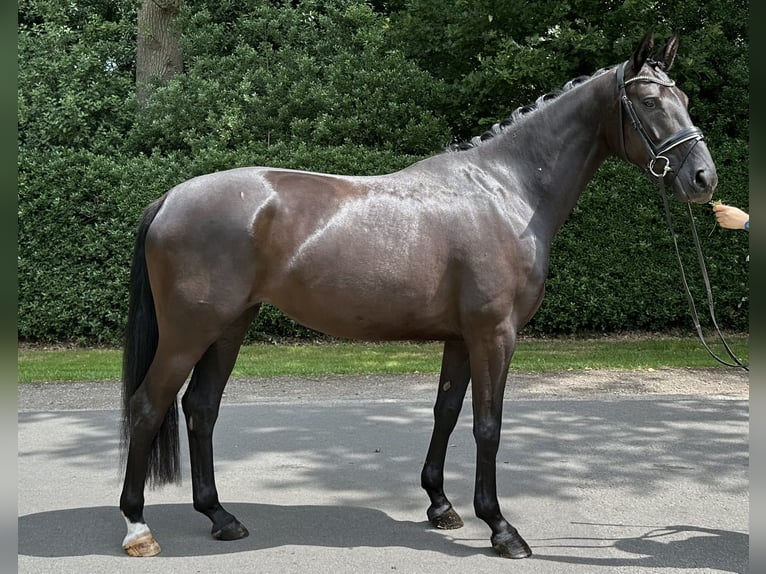 Koń oldenburski Klacz 5 lat 167 cm Kara in Löningen