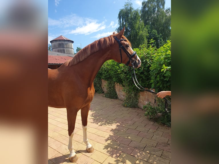 Koń oldenburski Klacz 5 lat 167 cm Kasztanowata in Homberg (Efze)