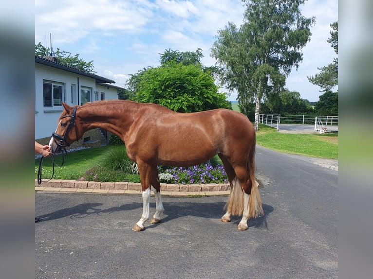 Koń oldenburski Klacz 5 lat 167 cm Kasztanowata in Homberg (Efze)