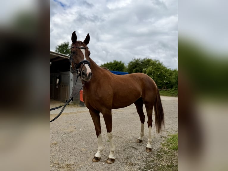 Koń oldenburski Klacz 5 lat 167 cm Kasztanowata in Grevenbroich