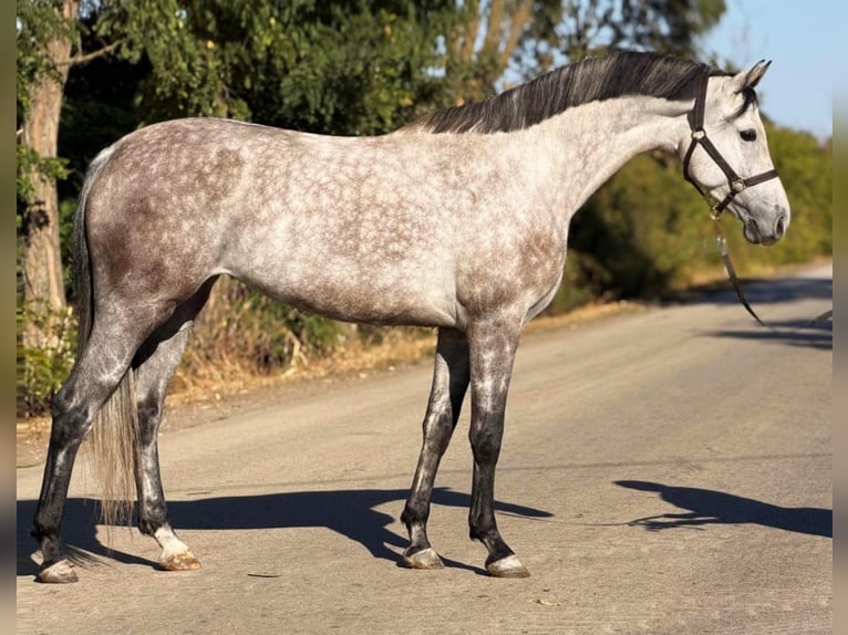 Koń oldenburski Klacz 5 lat 168 cm Bułana in Nagyszénás