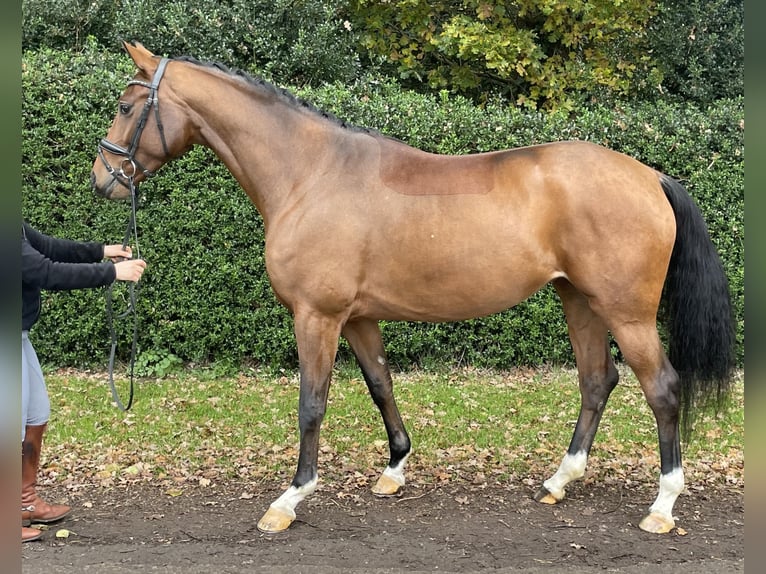 Koń oldenburski Klacz 5 lat 168 cm Gniada in Löningen