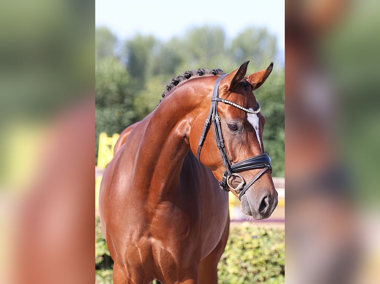 Koń oldenburski Klacz 5 lat 168 cm Gniada in Willich