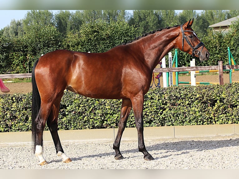 Koń oldenburski Klacz 5 lat 168 cm Gniada in Willich