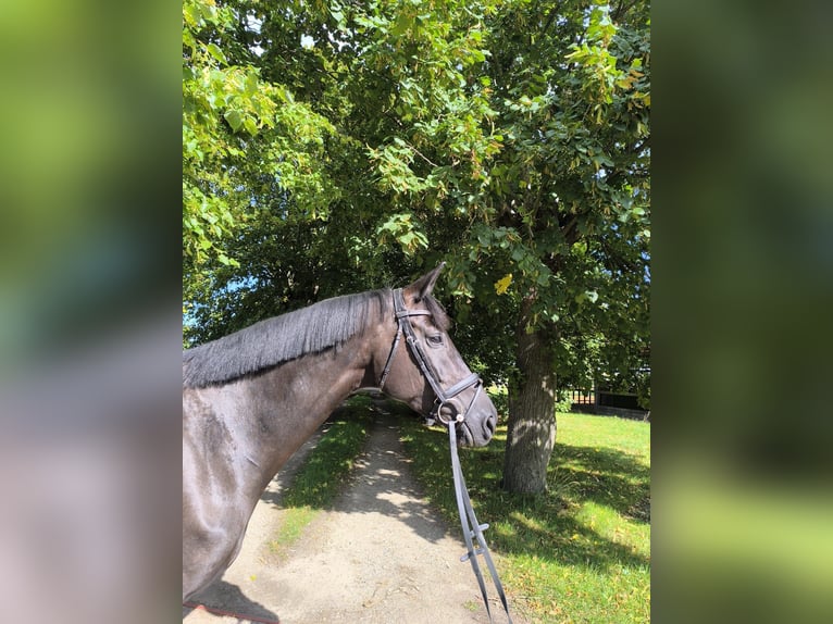 Koń oldenburski Klacz 5 lat 168 cm Kara in Boiensdorf