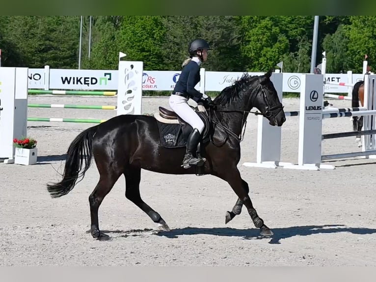 Koń oldenburski Klacz 5 lat 168 cm Kara in Wysin