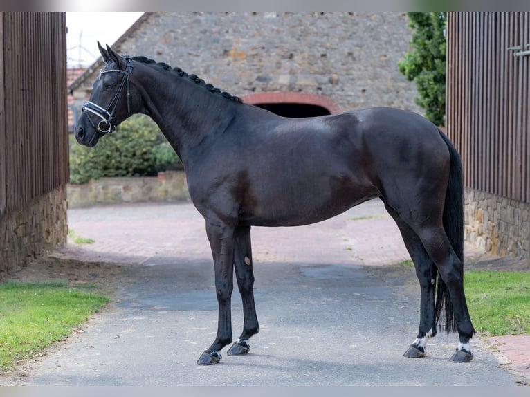 Koń oldenburski Klacz 5 lat 168 cm Kara in Bramsche