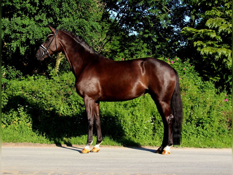 Koń oldenburski Klacz 5 lat 168 cm Kara in Lienen