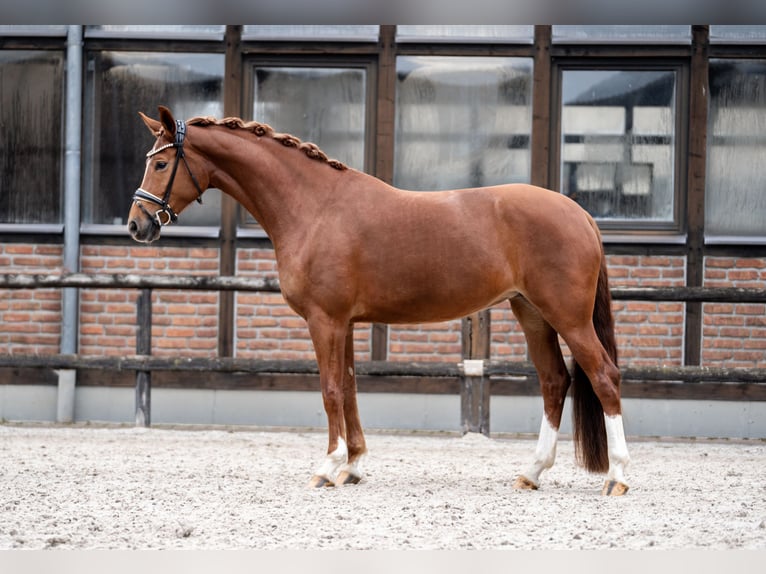 Koń oldenburski Klacz 5 lat 168 cm Kasztanowata in Heidesheim am Rhein