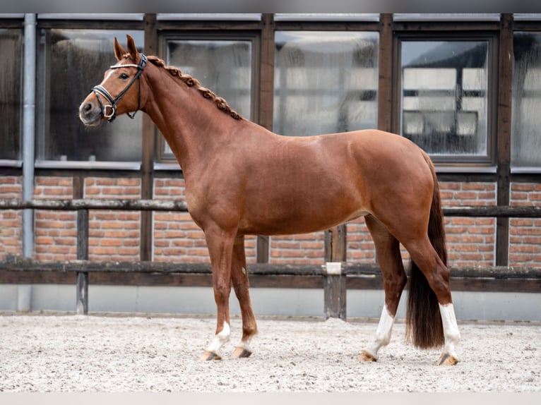 Koń oldenburski Klacz 5 lat 168 cm Kasztanowata in Heidesheim am Rhein