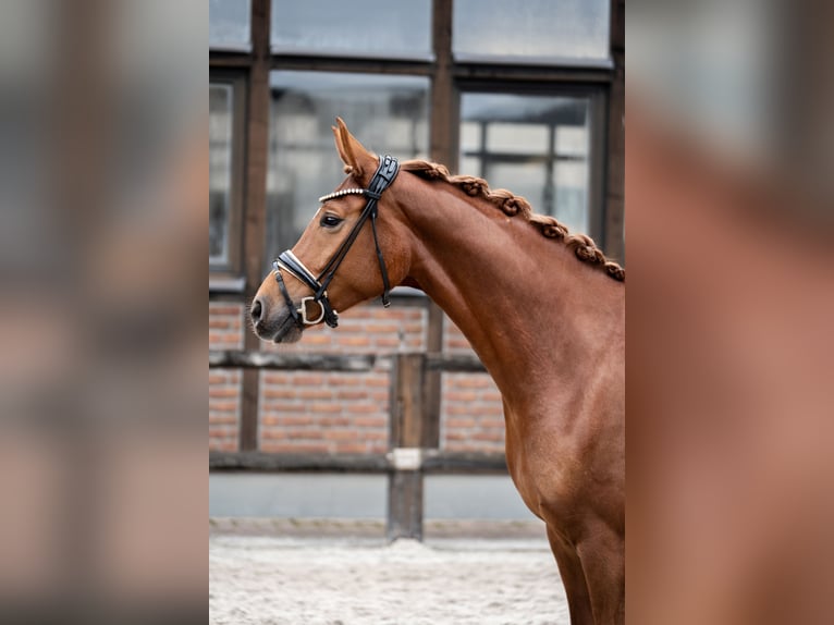 Koń oldenburski Klacz 5 lat 168 cm Kasztanowata in Heidesheim am Rhein