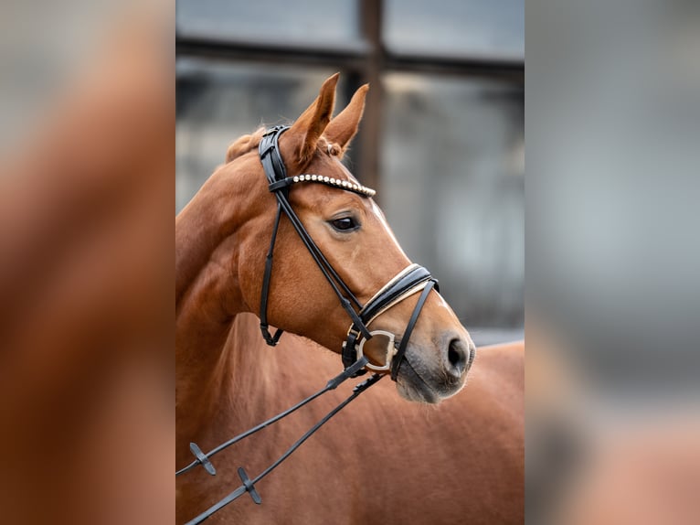 Koń oldenburski Klacz 5 lat 168 cm Kasztanowata in Heidesheim am Rhein