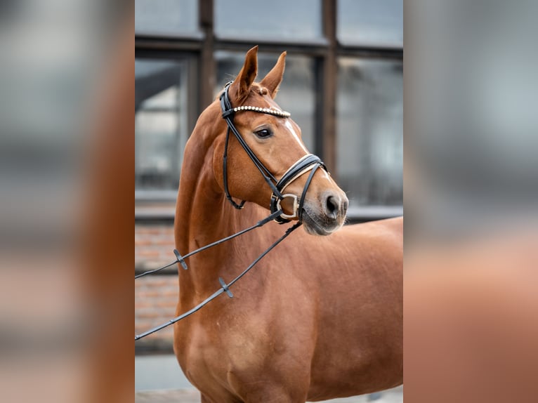 Koń oldenburski Klacz 5 lat 168 cm Kasztanowata in Heidesheim am Rhein