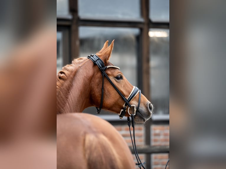 Koń oldenburski Klacz 5 lat 168 cm Kasztanowata in Heidesheim am Rhein